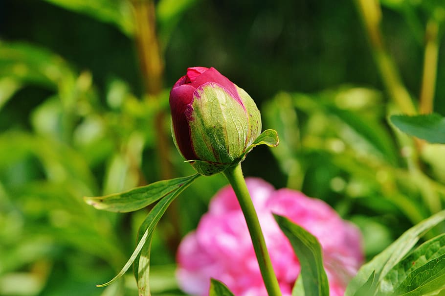 peony, bud, flower, red, blossom, bloom, nature, close, garden HD wallpaper