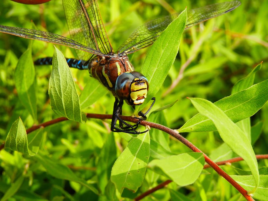 dragonfly, outside, nature, insect, invertebrate, animal themes HD wallpaper