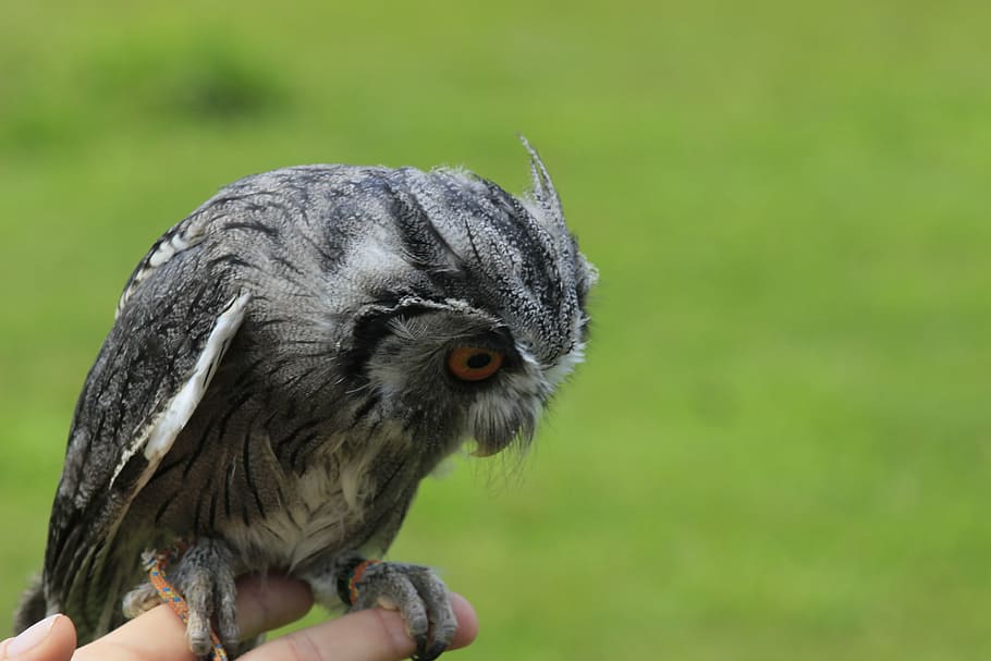 owl, ave, animal, small, bird, hand, animal wildlife, one animal HD wallpaper