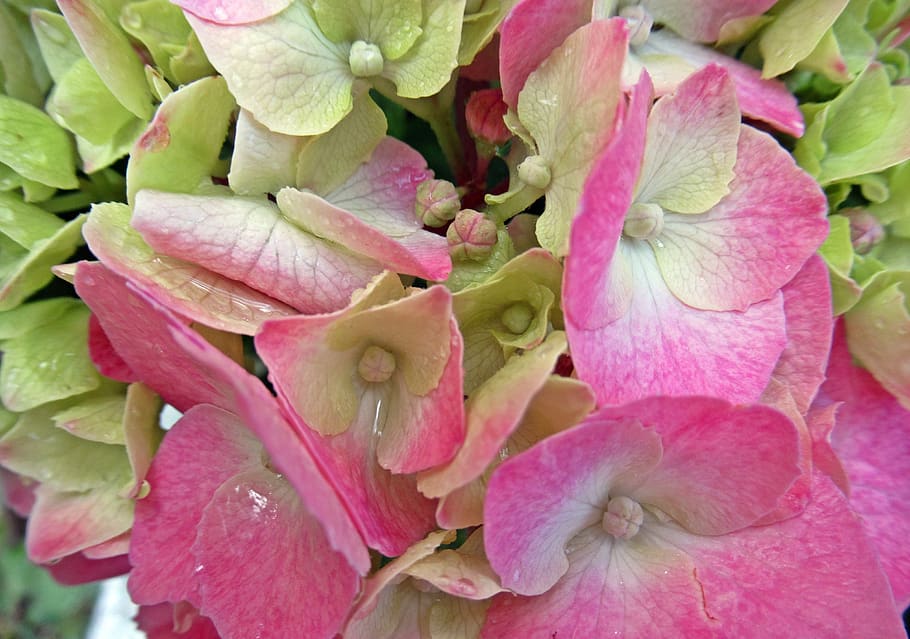 summer, rain, hydrangea, flower, flowering plant, beauty in nature HD wallpaper