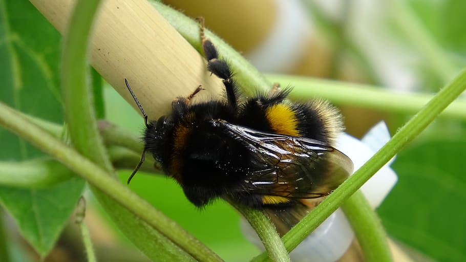 nature, insect, bumblebee, animal themes, animals in the wild HD wallpaper