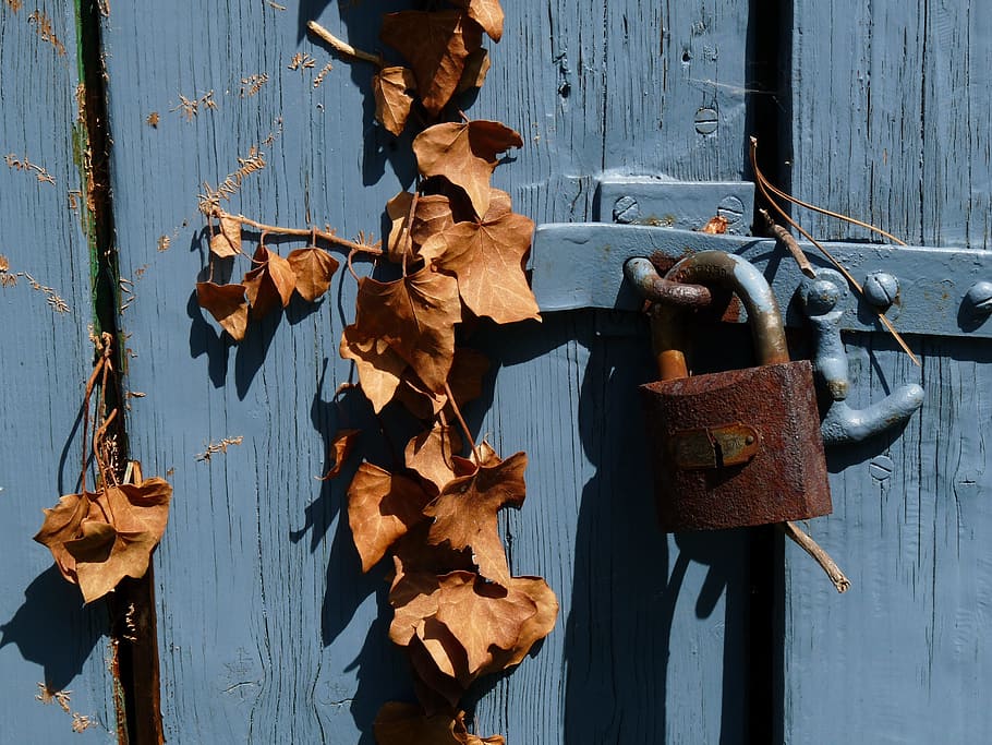 padlock, foliage, blue, no people, day, hanging, nature, metal HD wallpaper