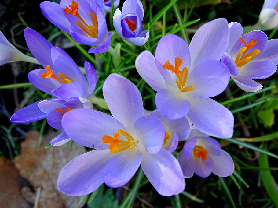 crocus, spring, frühlingsblüher, flowering plant, fragility HD wallpaper