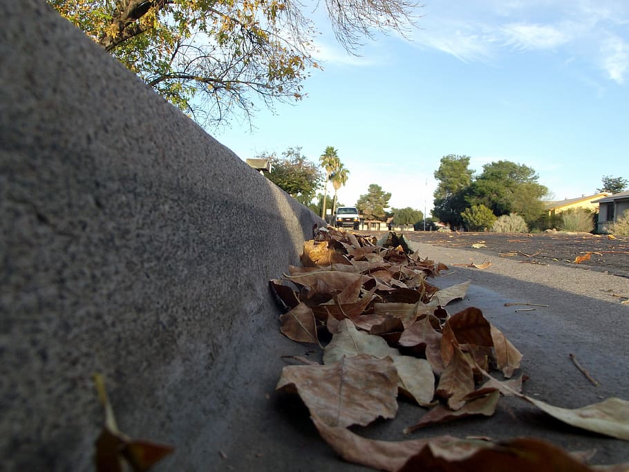 Leaves, Dried, Fall, Brown, Street, autumn, dry, litter, season HD wallpaper