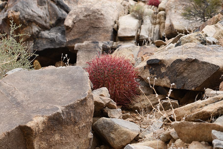 joshua tree, desert, cacti, solid, rock, rock - object, nature HD wallpaper