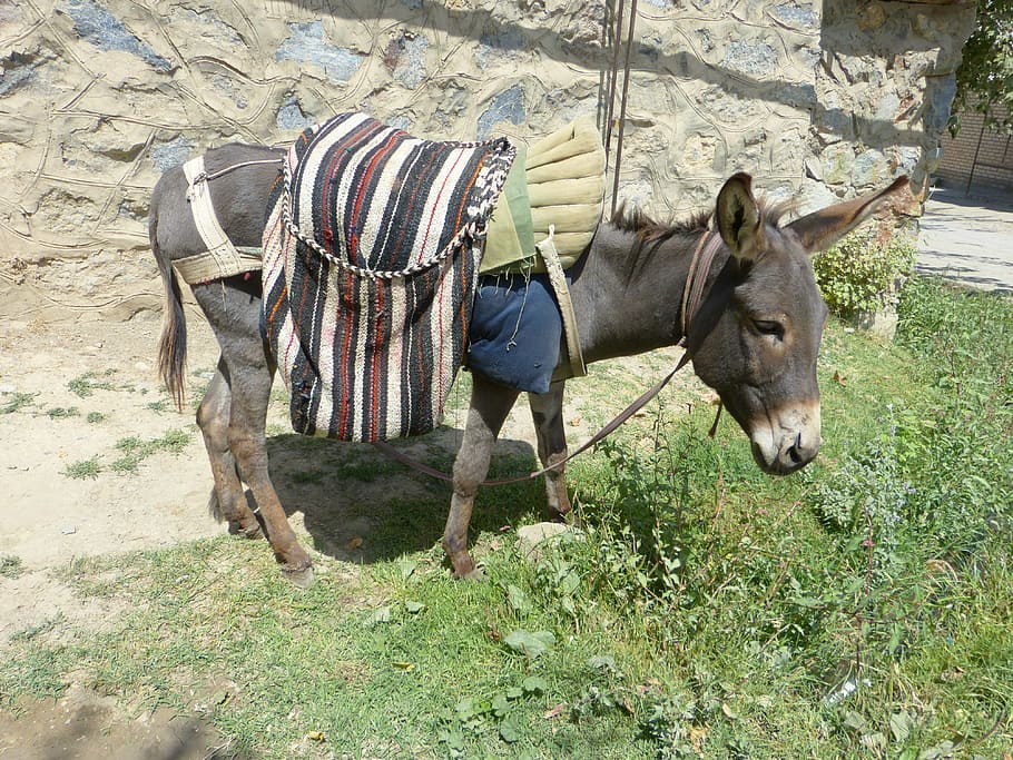 Animals donkeys 1080P, 2K, 4K, 5K HD wallpapers free download.