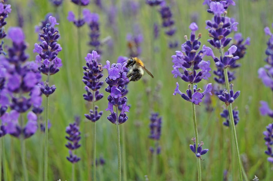 Lavender, Hummel, Insect, Close, Violet, purple, flower, nature HD wallpaper