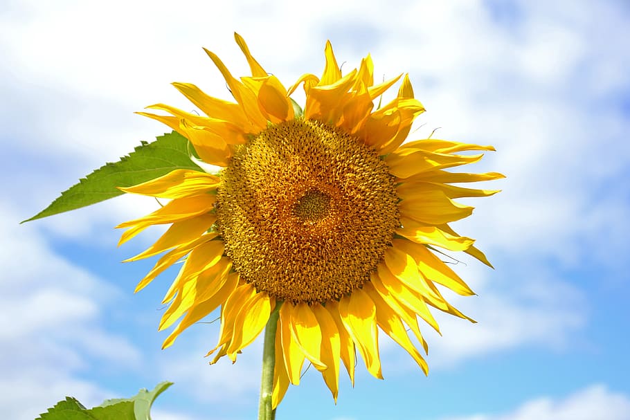sunflower, plant, yellow, sunny, dacha, nature, living nature, HD wallpaper