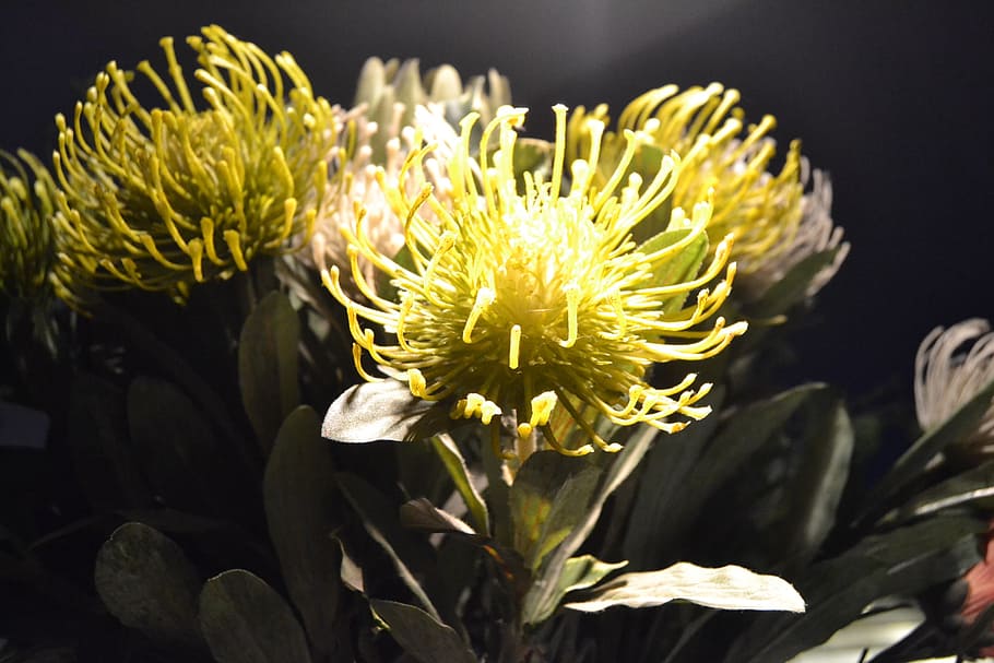 protea, flora, exotic, unusual, flower, plant, flowering plant HD wallpaper