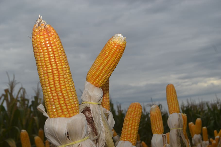 corn, paraná, plantation, sky, yellow, nature, cloud - sky HD wallpaper