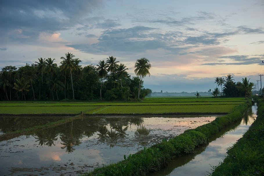 rice field, sunset, landscape, indonesia, aceh, natural, fresh, HD wallpaper