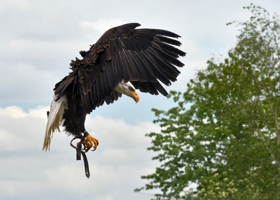 flying bald eagle near green leafed tree during daytime, flight HD wallpaper