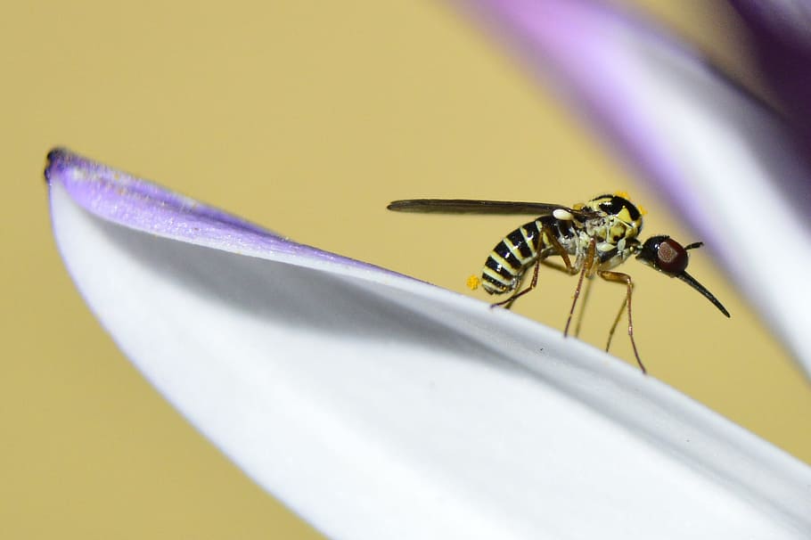 bug, flower, nature, insect, invertebrate, animal, animal themes HD wallpaper