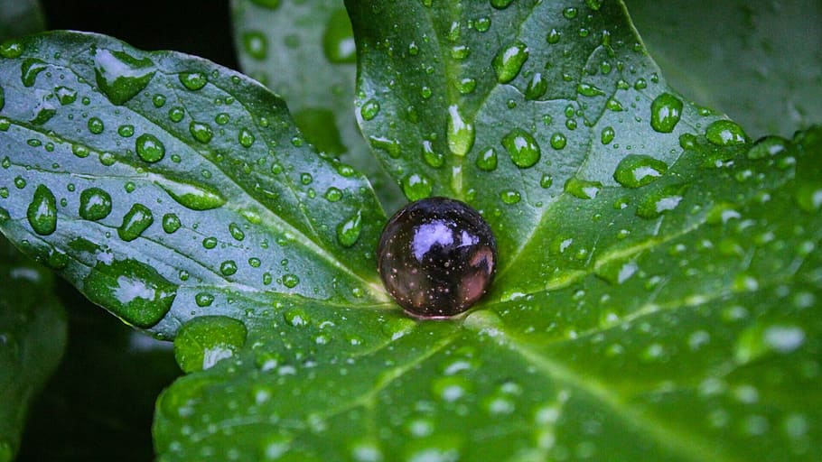 Leaf, waterdrops, marbleball, green color, wet, close-up, plant HD wallpaper