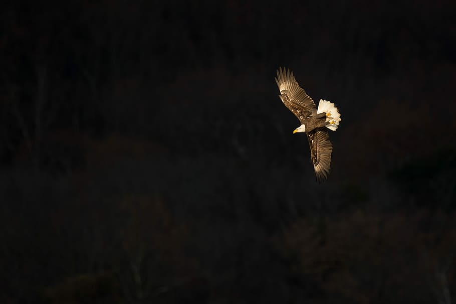bald eagle flying, flying bald eagle, bird, dark, sky, black HD wallpaper