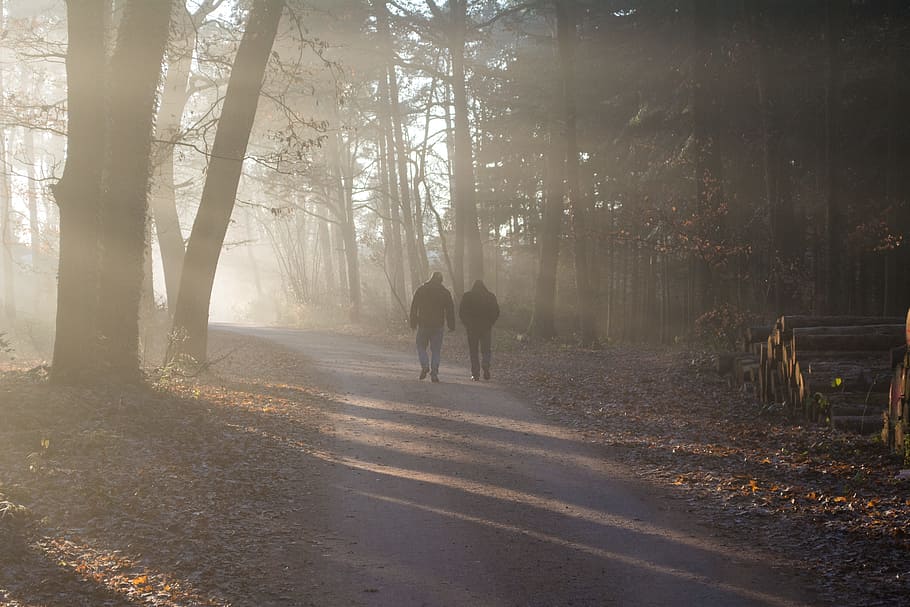 people, forest, outside, bright, sunshine, sun rays, wander HD wallpaper