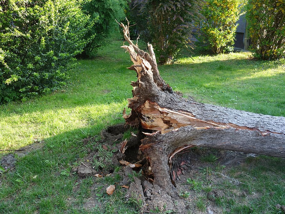 overturned, broken, storm, storm damage, tree, uprooted, twisted, HD wallpaper