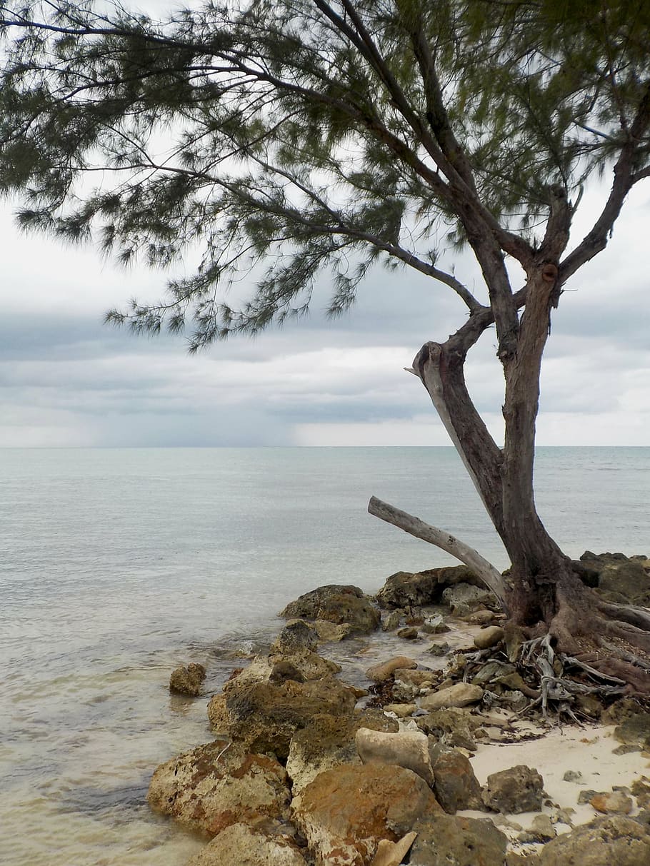 beach, branches, cloud, coast, dark clouds, horizon, nature HD wallpaper