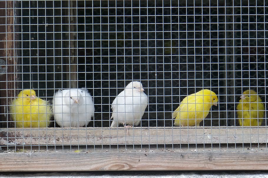 canaries, grid, captivity, yellow, white, cage, bird cage, animal themes, HD wallpaper