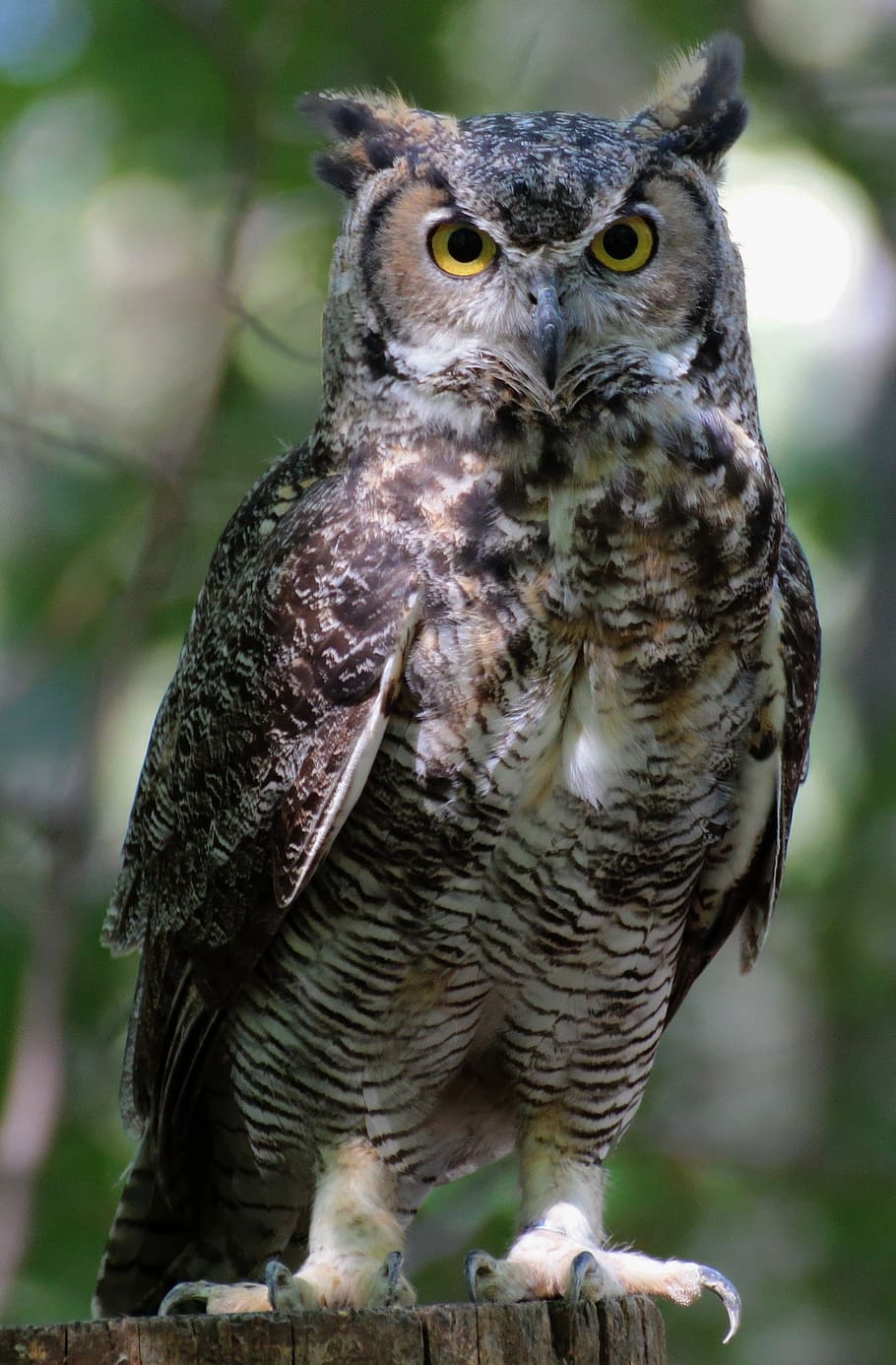 Eurasian Eagle Owl selective focus photography, sowa, bird, eyes, HD wallpaper