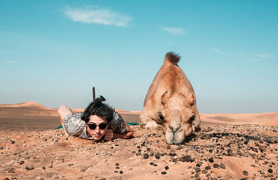 man and camel lying on ground, close-up photography of man planking together with brown animal on brown sand at daytime HD wallpaper