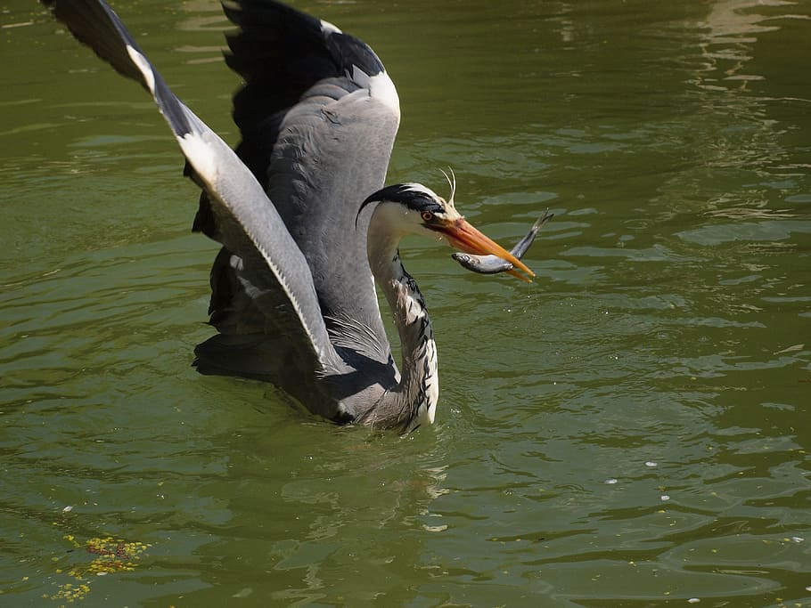 heron, with, prey, animal, animals in the wild, animal themes HD wallpaper