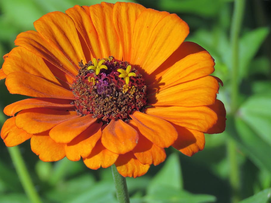 flower, orange, rust, green, garden, flowering plant, fragility HD wallpaper
