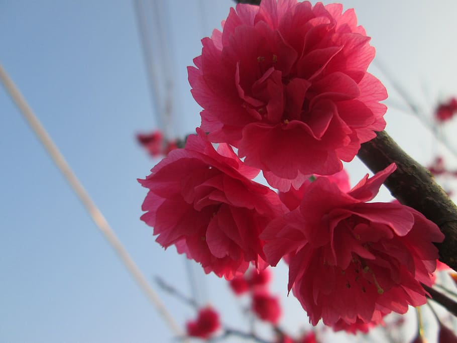 cherry blossoms, eight yīng, spring, flower, flowering plant HD wallpaper