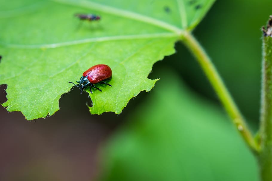 beetle, insect, leaves, red beetle, macro, nature, eat, forest HD wallpaper