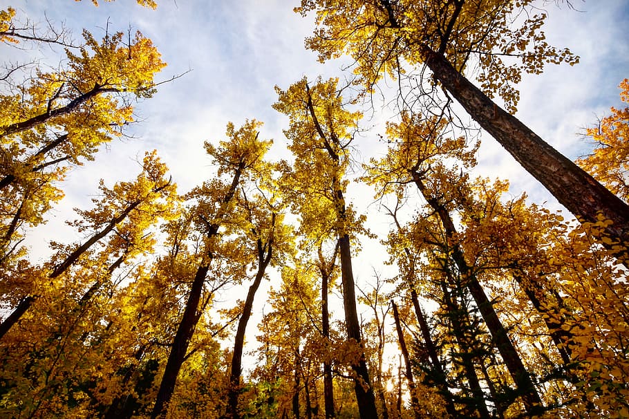 low-angle photography of trees, low angle photography of brown leafed trees HD wallpaper