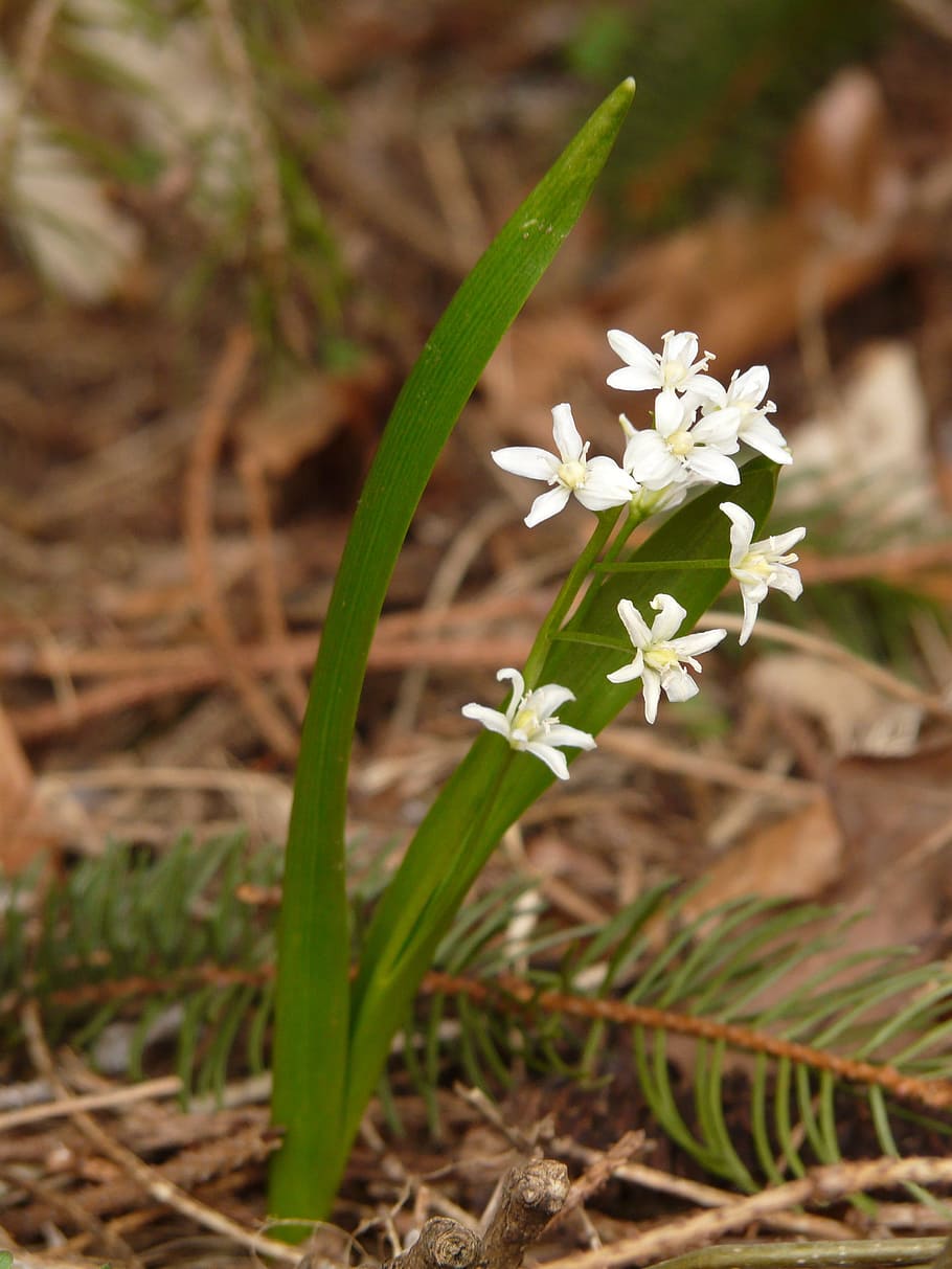 zilla, blue star, white, forest flower, plant, forest plant HD wallpaper