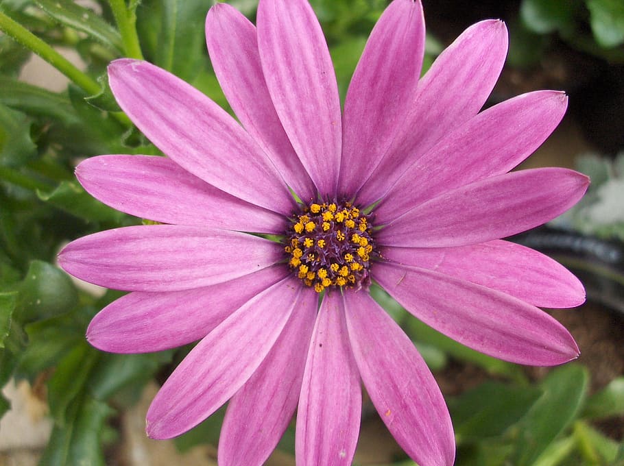 flower, pink, nature, pink flower, flowers, garden plant, bloom HD wallpaper