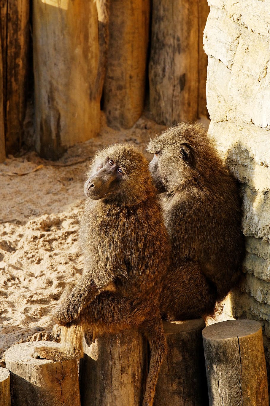 Baboon, Log, Sand, Evening Sun, sitting, enclosure, animal HD wallpaper