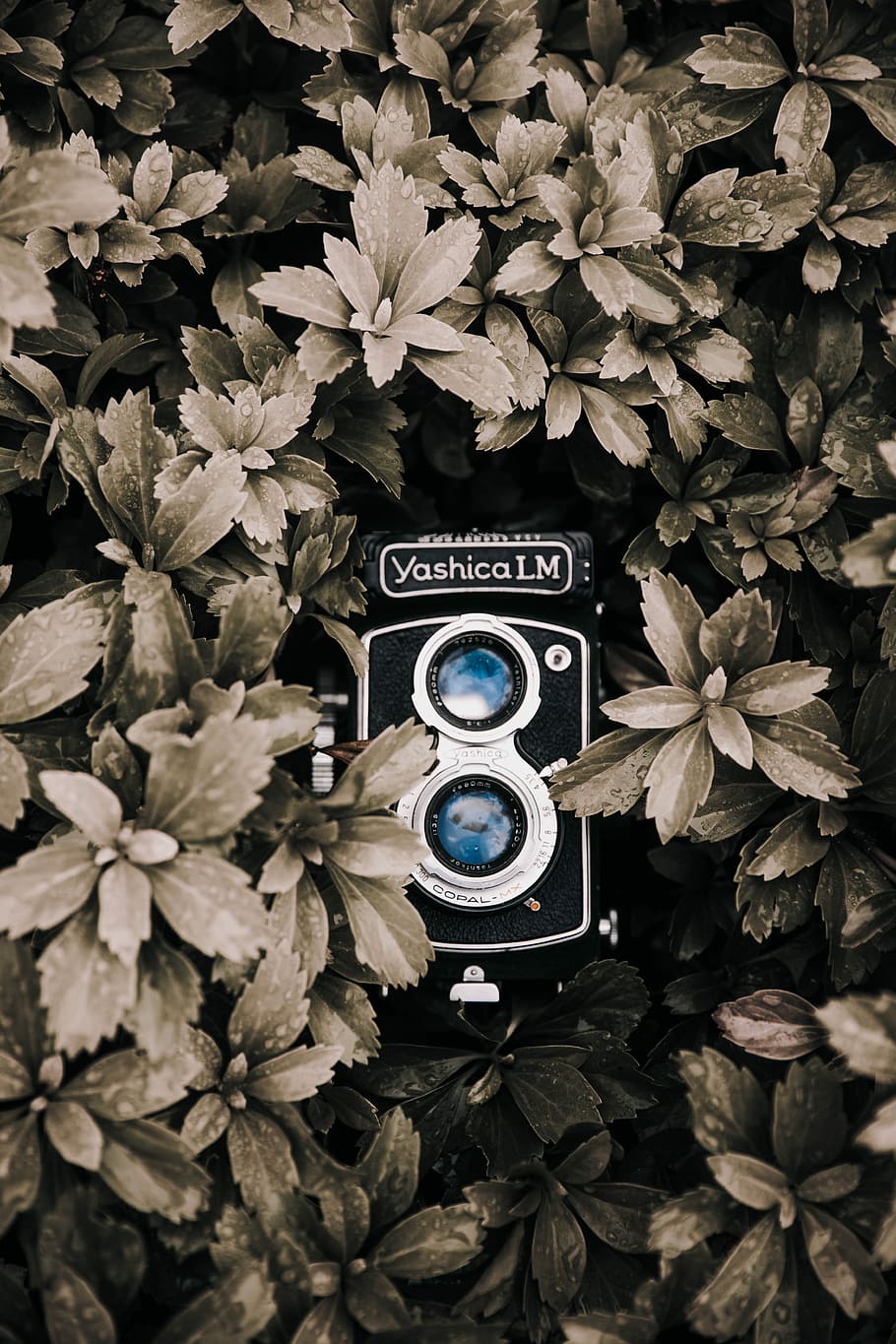 Yashica LM photo, camera, plant, leaf, leaves, droplet, lens HD wallpaper