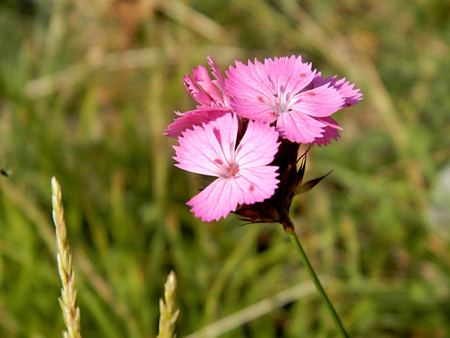 purple flower, mountains, flowering plant, fragility, vulnerability HD wallpaper