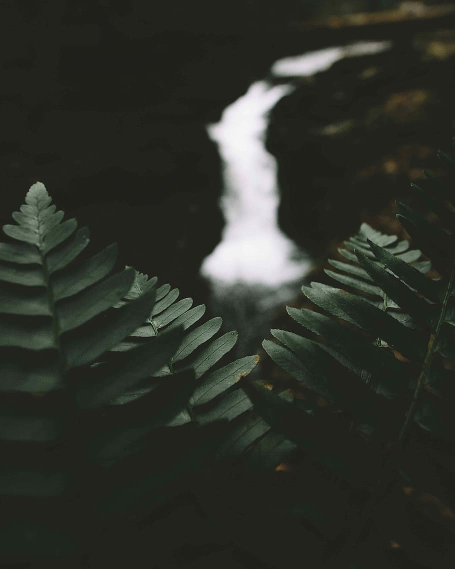 body of water between land, focus photo of green leaf plant, fern HD wallpaper
