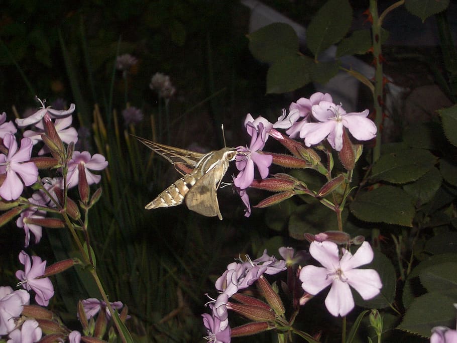 moth, flowers, mountain, flowering plant, petal, growth, beauty in nature HD wallpaper