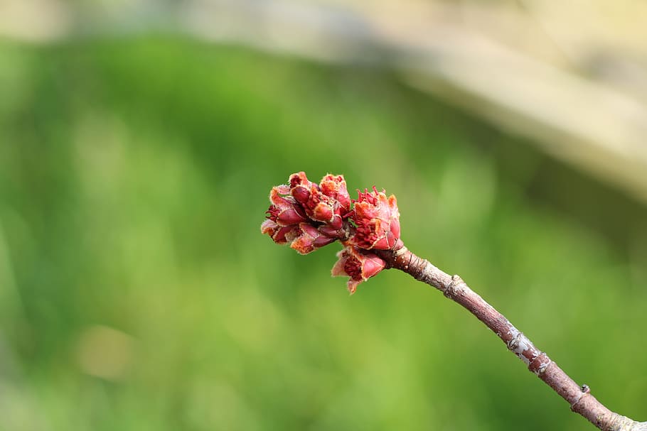Acer, Tree, Blossom, Spring, Pink, bud, maple, nature, natural HD wallpaper