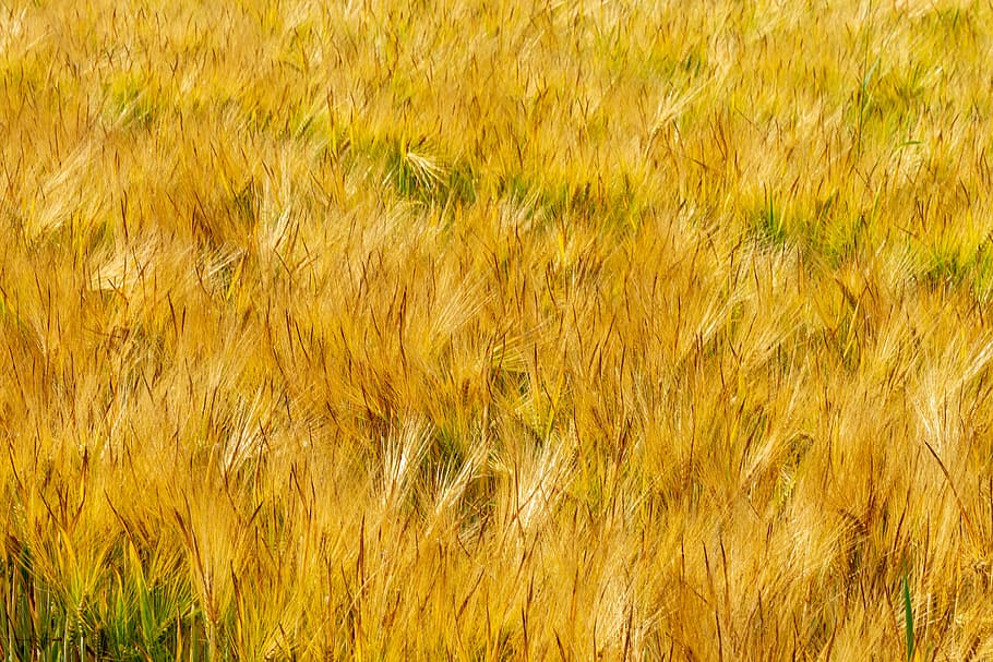 fields, barley, thanksgiving, cereals, summer, ear, barley field, HD wallpaper