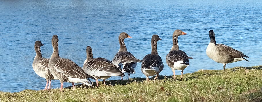 Geese, Gray Goose, Canadian Goose, great canadian goose, water, HD wallpaper