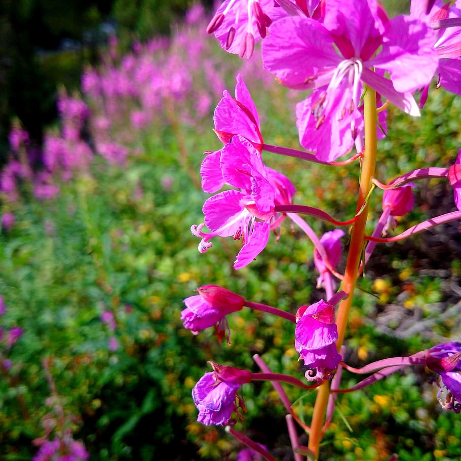 alps, flower, mountain, pink, light, nature, landscape, summer HD wallpaper