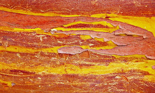 yellow and brown paint, strawberry tree, strawberry tree-bark HD wallpaper