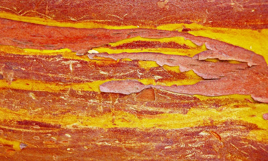 yellow and brown paint, strawberry tree, strawberry tree-bark HD wallpaper