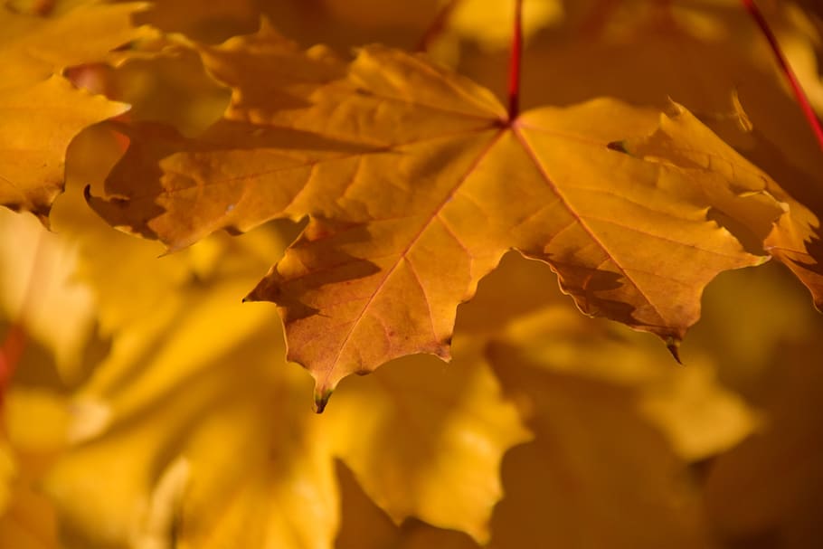 autumn, fall foliage, yellow, maple, maple leaf, light, close up HD wallpaper
