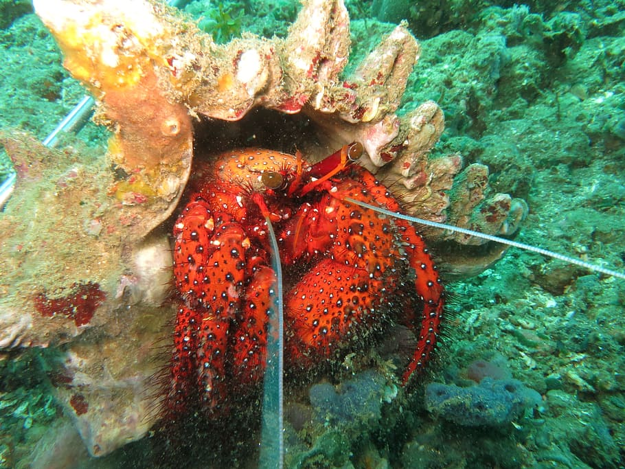 Hermit Crab, Shell, Animal, Nature, marine, tropical, eyes HD wallpaper
