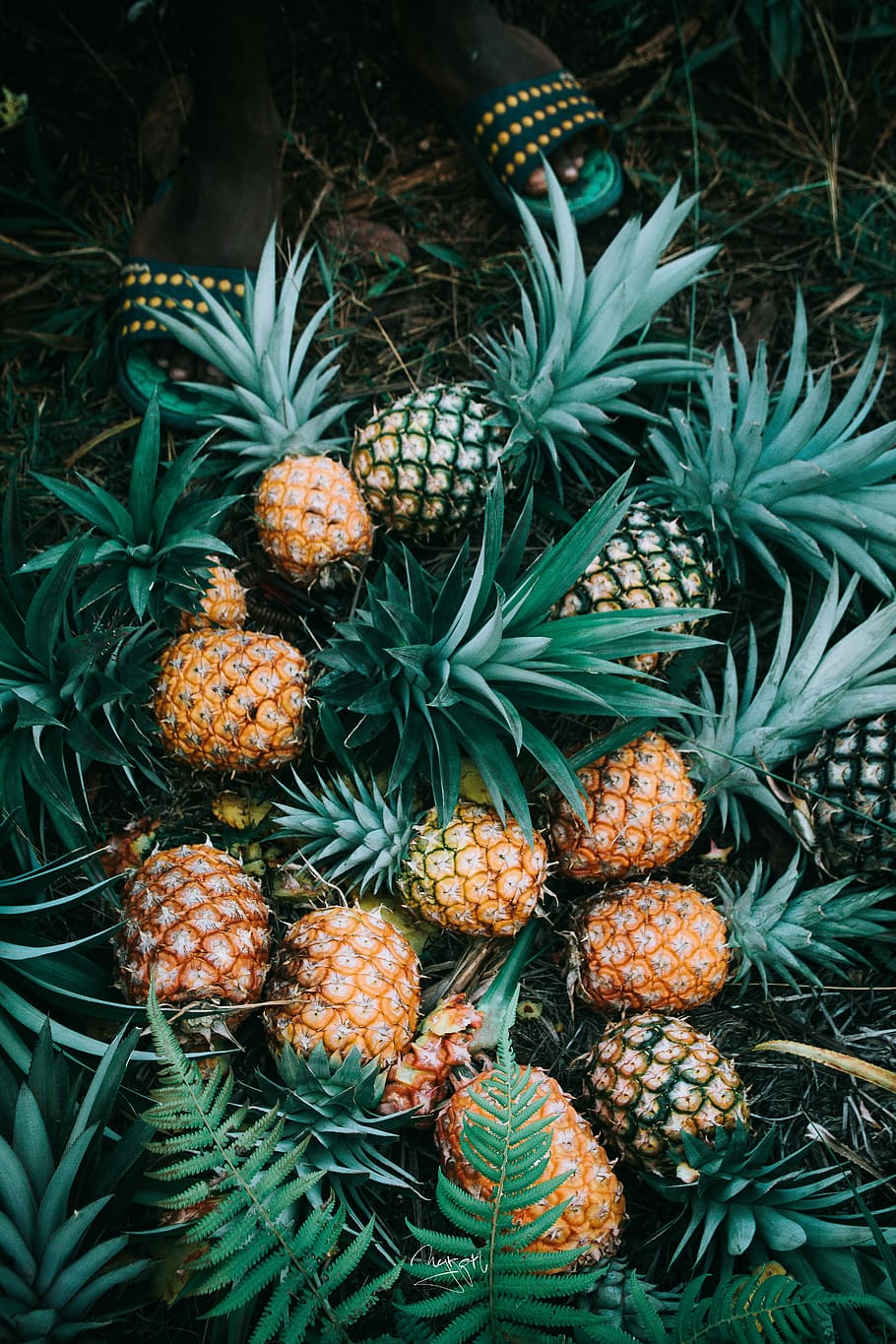 flat-lay photography of bunch of ripe pineapples, bunch of pineapples on ground HD wallpaper