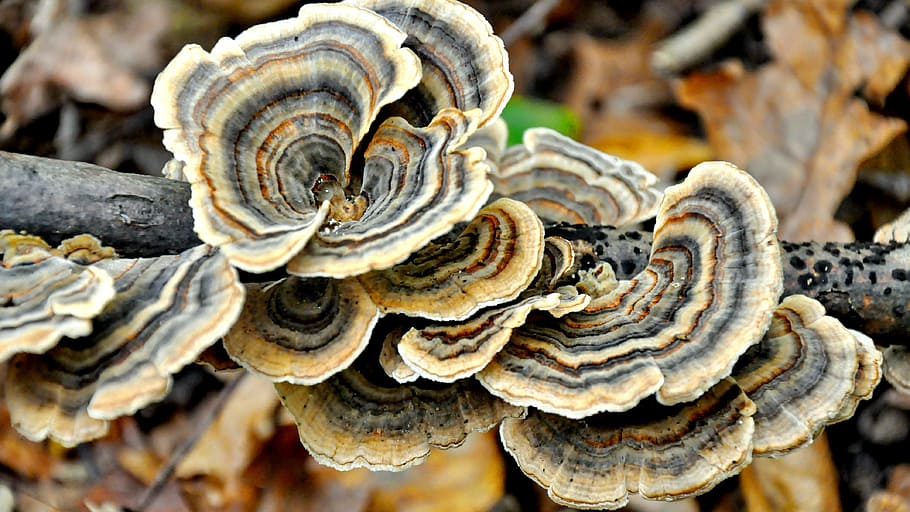 selective focus photograph of mushroom, forest, autumn, fungus, HD wallpaper