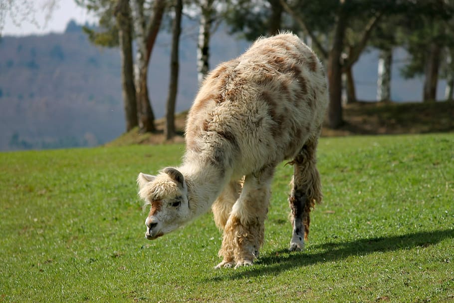 brown llama walking on green grass, pasture, meadow, graze, andes, HD wallpaper