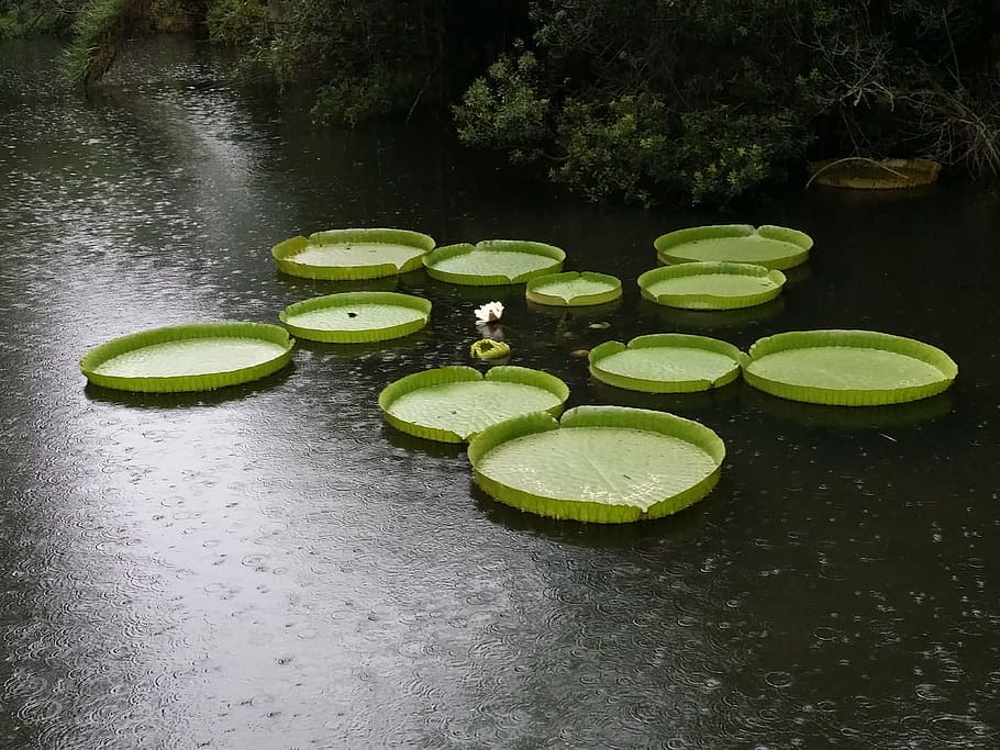 lily, pads, giant, aquatic, rain, pond, water, green color, HD wallpaper