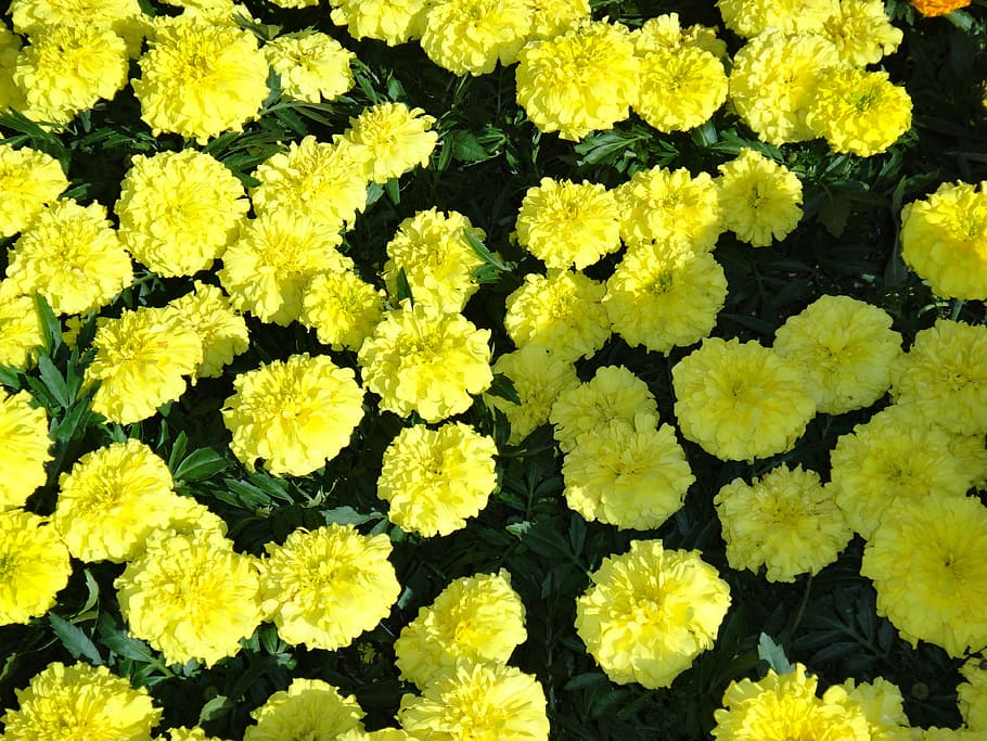 yellow, marigold, flowers, flowering plant, growth, beauty in nature HD wallpaper